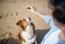 enterprise signal intelligence brief